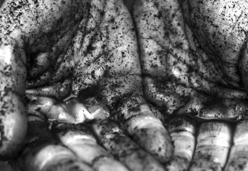 les mains la reolte